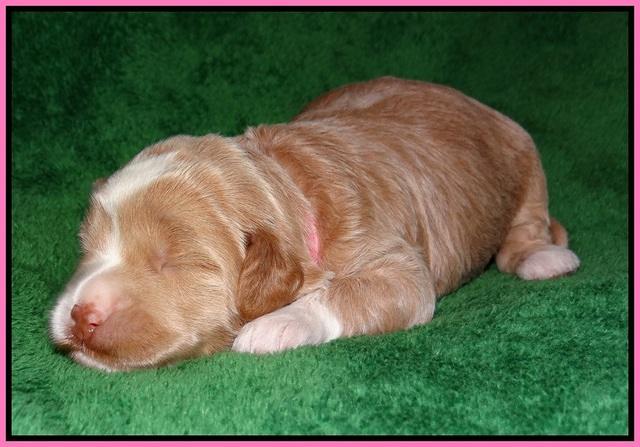 Jetta Parson pups 2 wks old 21