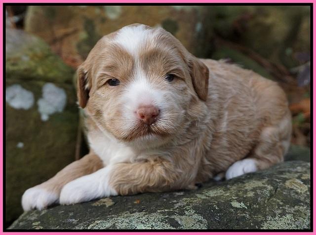 Jetta Parson pups 3 wks old 31