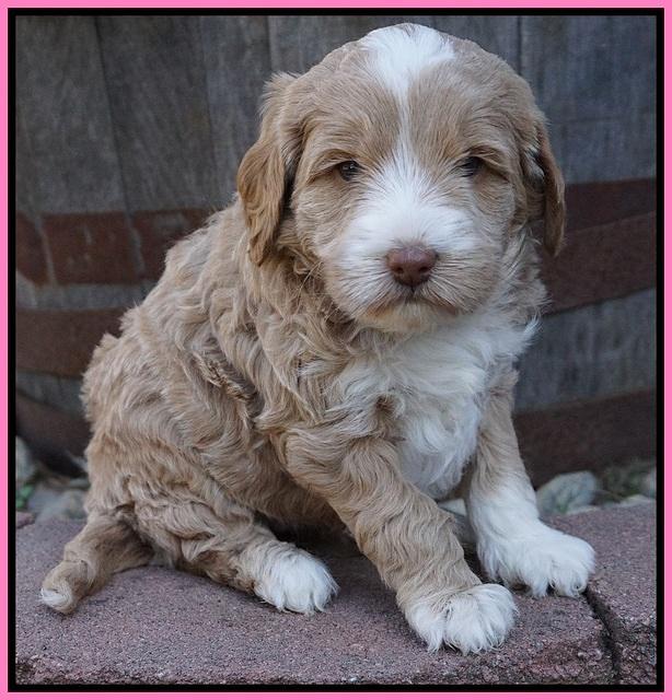 Jetta Parson pups 5 weeks old 41