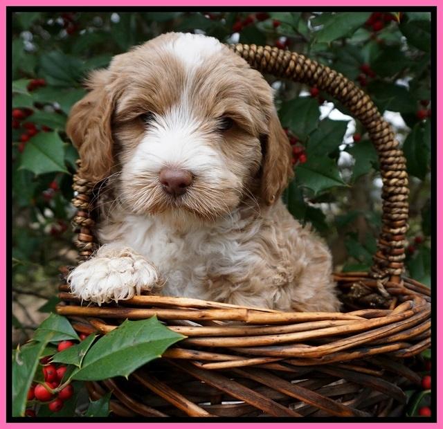 Jetta Parson pups 6 wks old 21