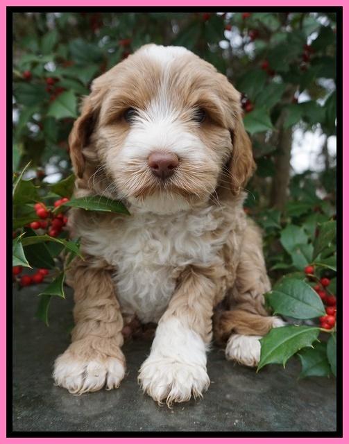 Jetta Parson pups 6 wks old 31