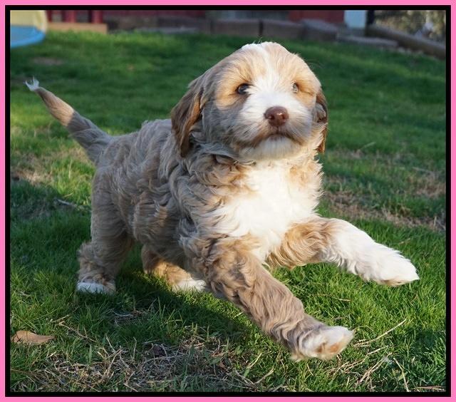 Jetta Parson pups 7 weeks old 41