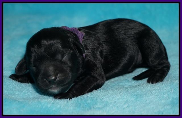 Jetta Parson newborn pups 41