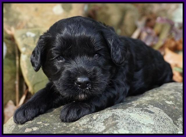 Jetta Parson pups 3 wks old 41