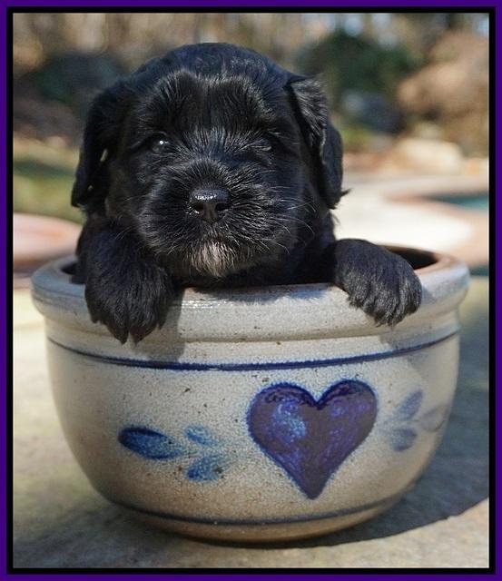 Jetta Parson pups 4 wks old 41