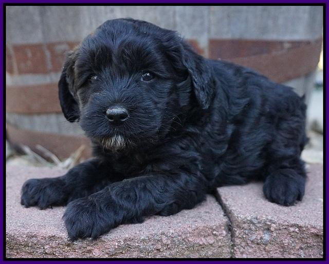 Jetta Parson pups 5 weeks old 51