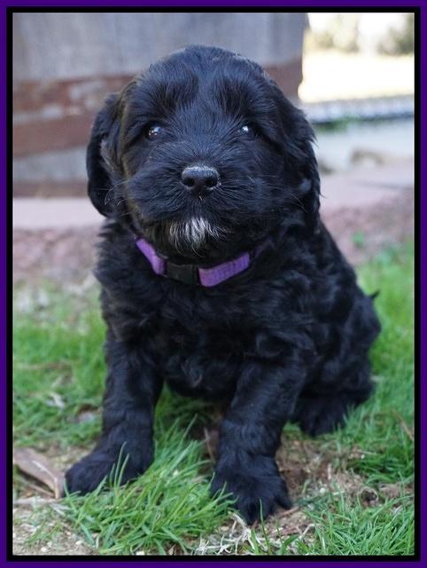 Jetta Parson pups 5 weeks old 61