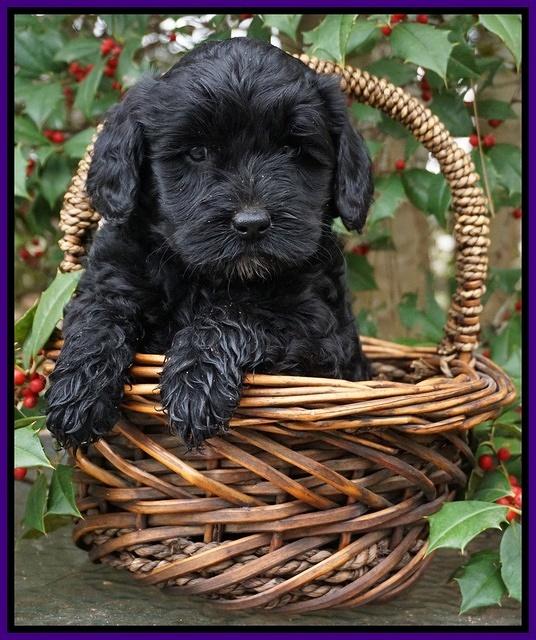 Jetta Parson pups 6 wks old 71