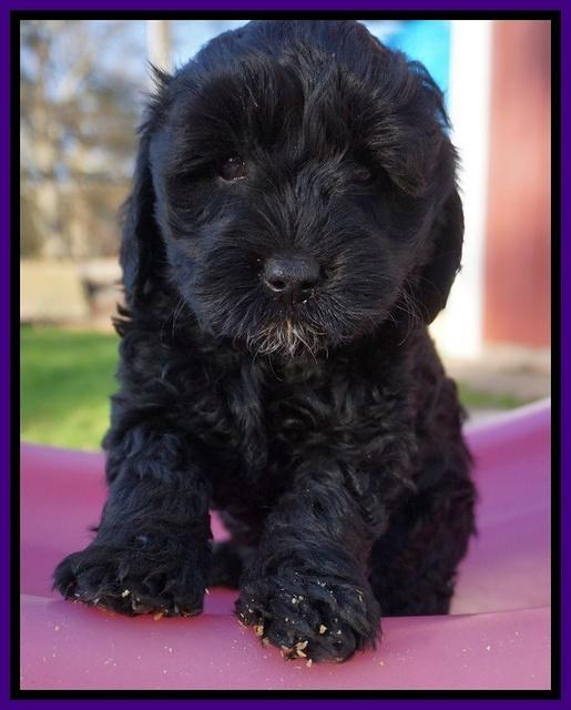 Jetta Parson pups 7 weeks old 51