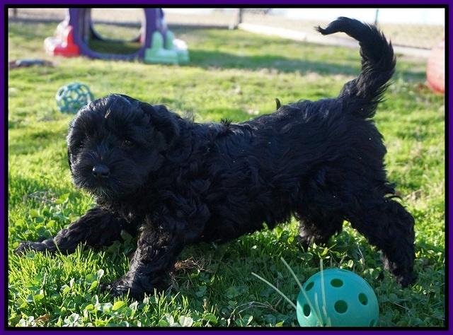 Jetta Parson pups 7 weeks old 61