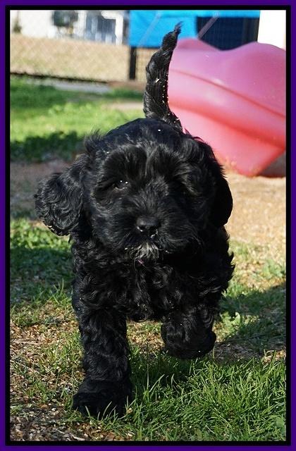 Jetta Parson pups 7 weeks old 81