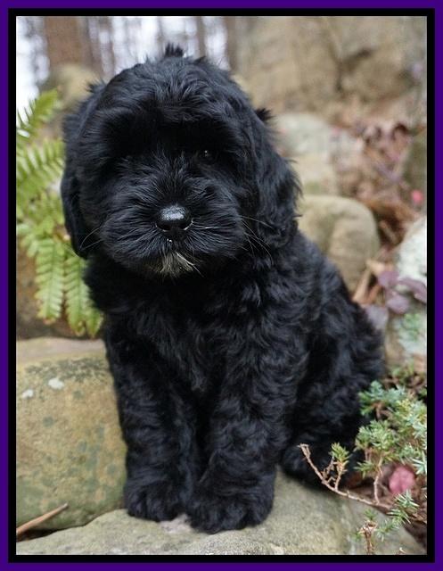 Jetta Parson pups 8 weeks old 3122