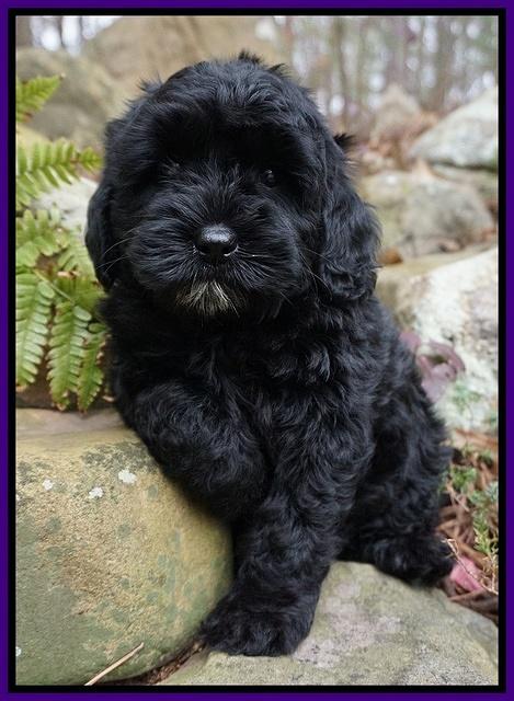 Jetta Parson pups 8 weeks old 4122