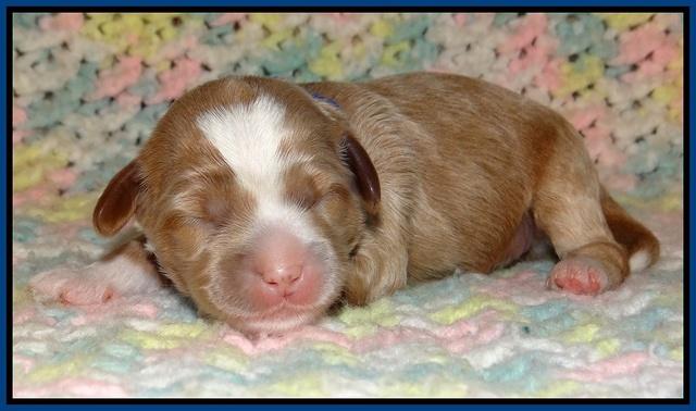 Jetta Parson pups 1 week old 8150