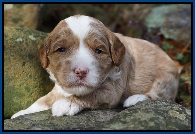 Jetta Parson pups 3 wks old 61