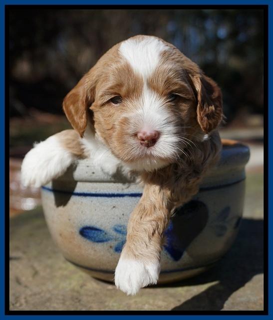 Jetta Parson pups 4 wks old 71