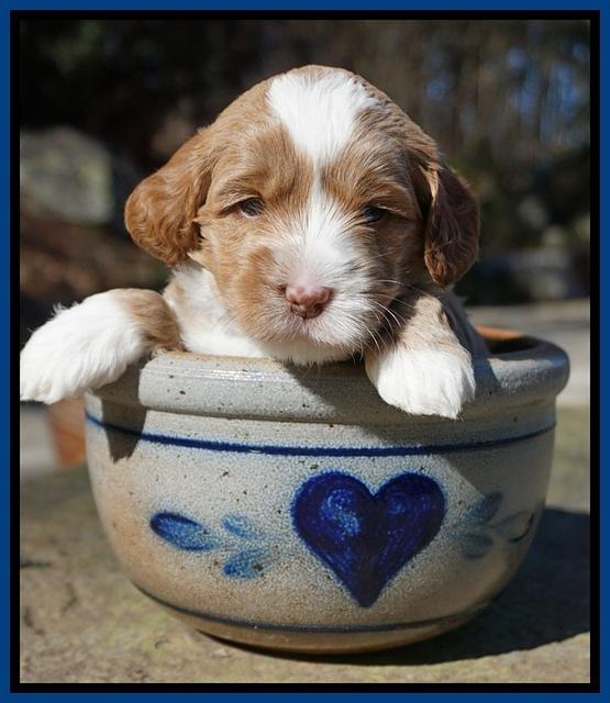 Jetta Parson pups 4 wks old 81