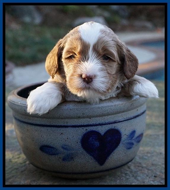 Jetta Parson pups 4 wks old 91