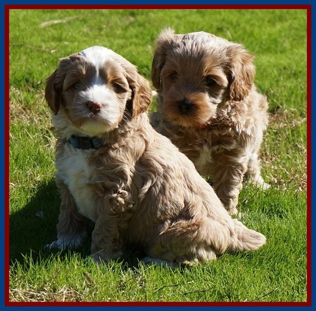 Jetta Parson pups 5 weeks old 111