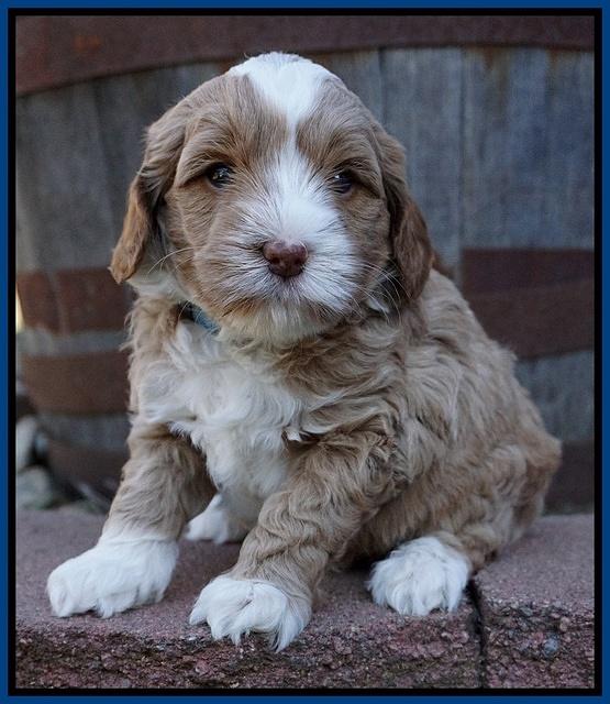 Jetta Parson pups 5 weeks old 71