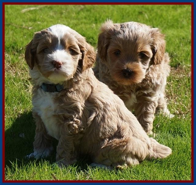 Jetta Parson pups 5 weeks old 91