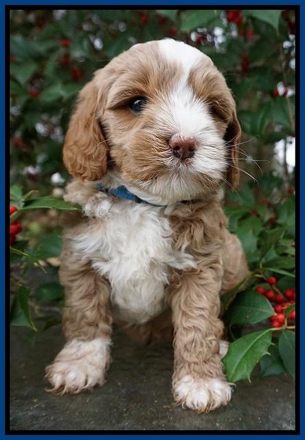 Jetta Parson pups 6 wks old 111