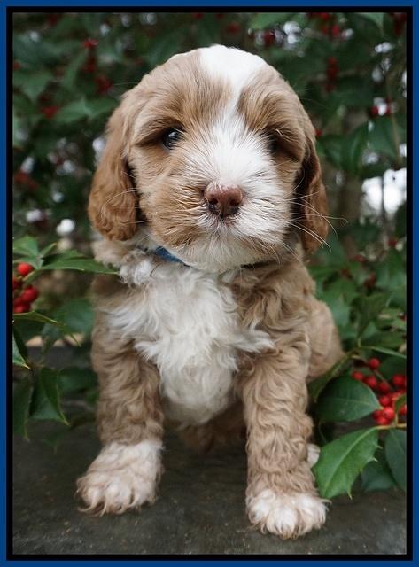 Jetta Parson pups 6 wks old 121