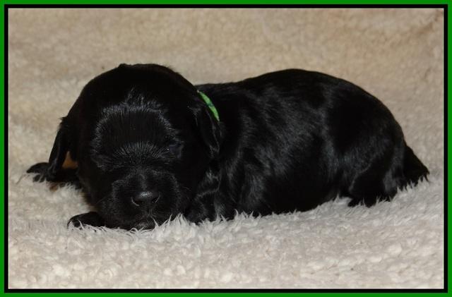Jetta Parson pups 2 wks old 111