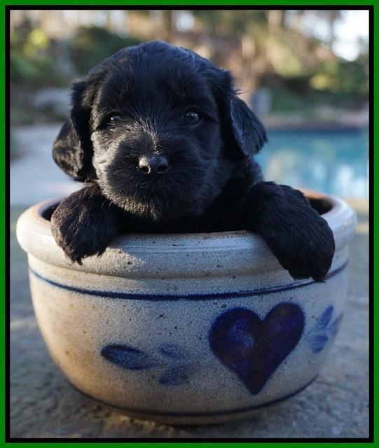 Jetta Parson pups 4 wks old 111
