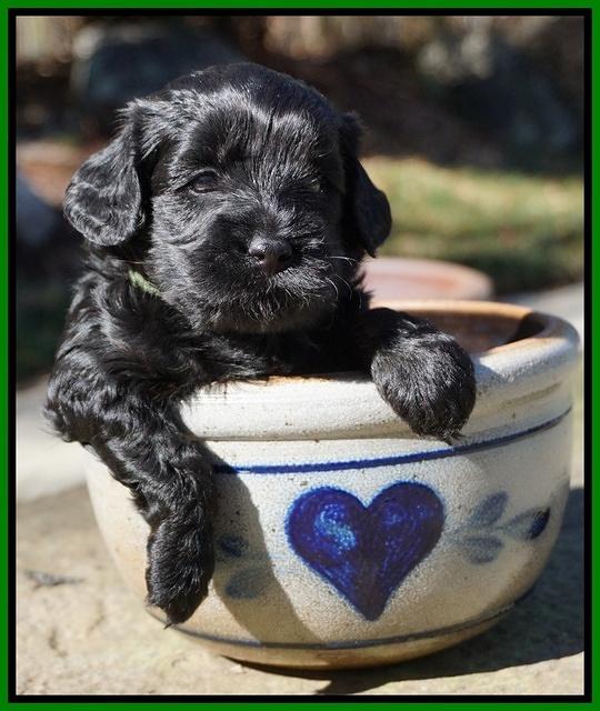 Jetta Parson pups 4 wks old 121