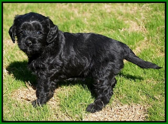 Jetta Parson pups 5 weeks old 121