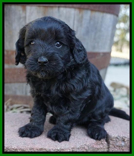 Jetta Parson pups 5 weeks old 131