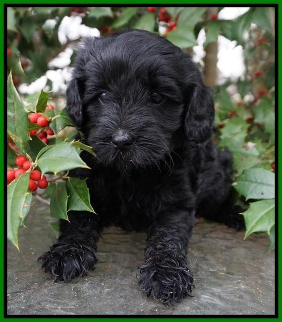 Jetta Parson pups 6 wks old 211