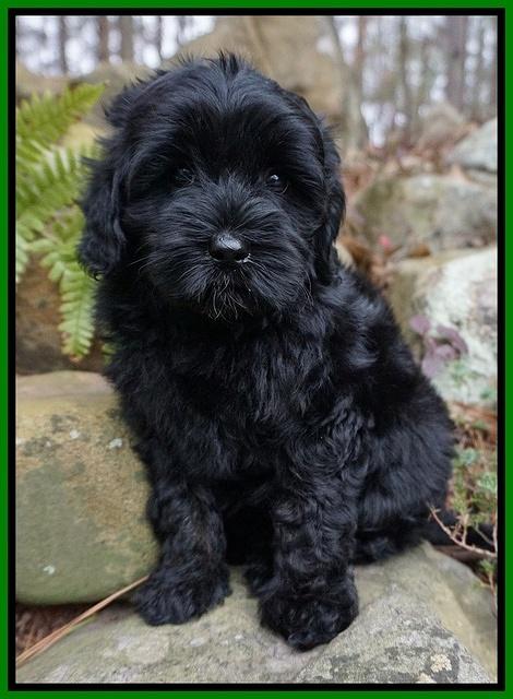 Jetta Parson pups 8 weeks old 8122