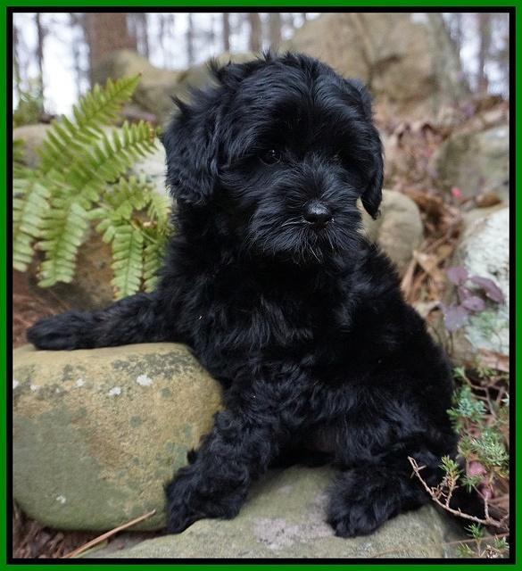 Jetta Parson pups 8 weeks old 9122