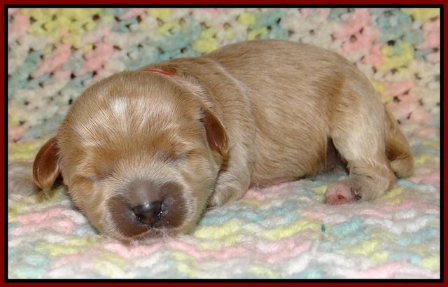 Jetta Parson pups 1 week old 101