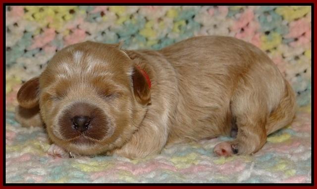 Jetta Parson pups 1 week old 111
