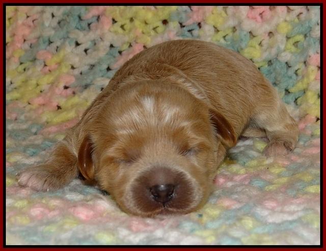 Jetta Parson pups 1 week old 121