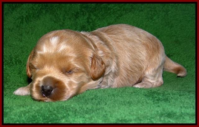 Jetta Parson pups 2 wks old 141