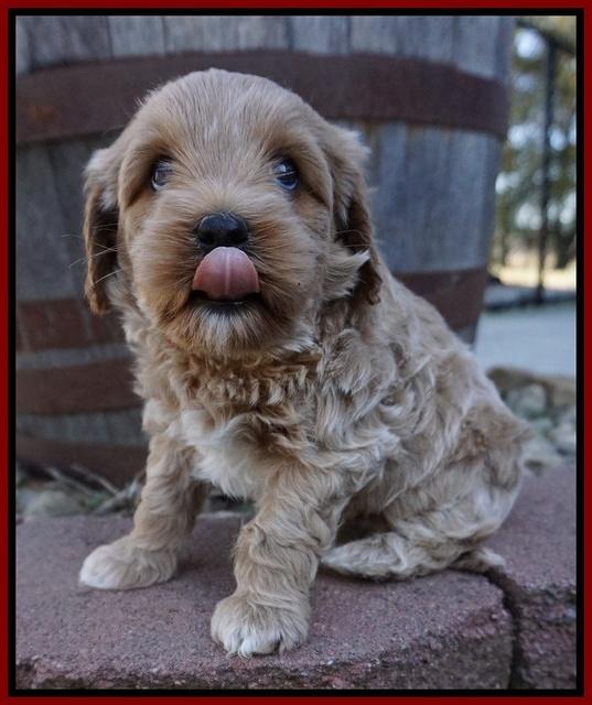 Jetta Parson pups 5 weeks old 161