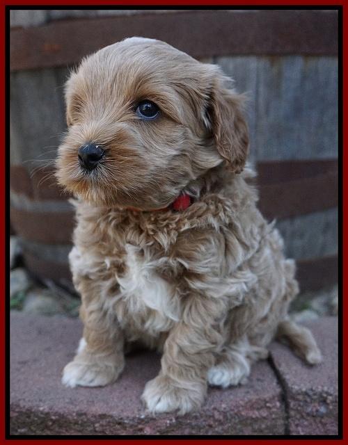 Jetta Parson pups 5 weeks old 171