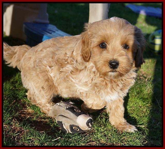 Jetta Parson pups 7 weeks old 191