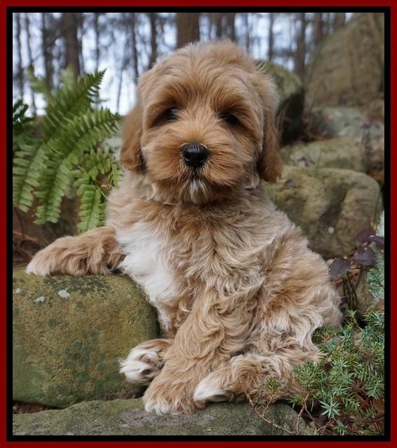 Jetta Parson pups 8 weeks old 101