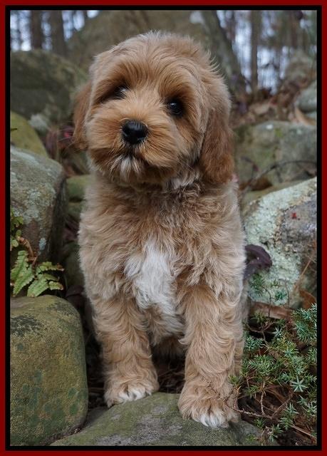 Jetta Parson pups 8 weeks old 111