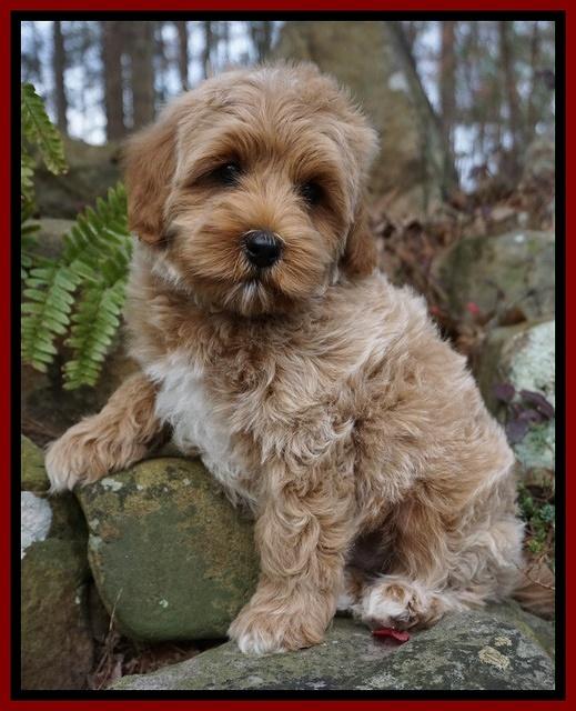 Jetta Parson pups 8 weeks old 121