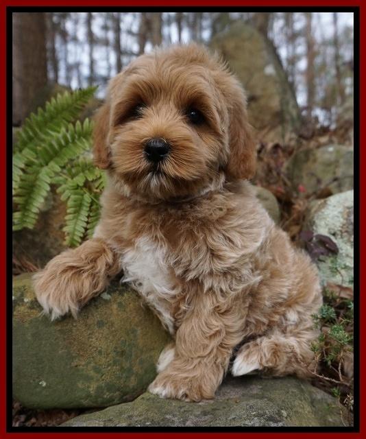 Jetta Parson pups 8 weeks old 71