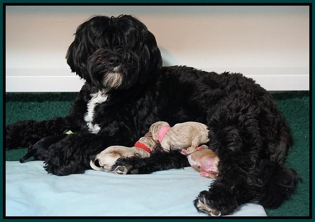 Jetta Parson newborn pups 121
