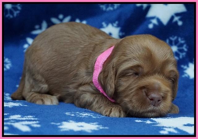 Ellie Flicker pups 2 wks old 21