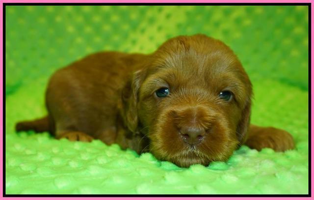 Ellie Flicker pups 3 wks old 11