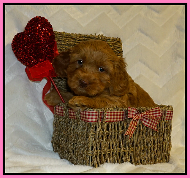 Ellie Flicker pups 5 wks old 11